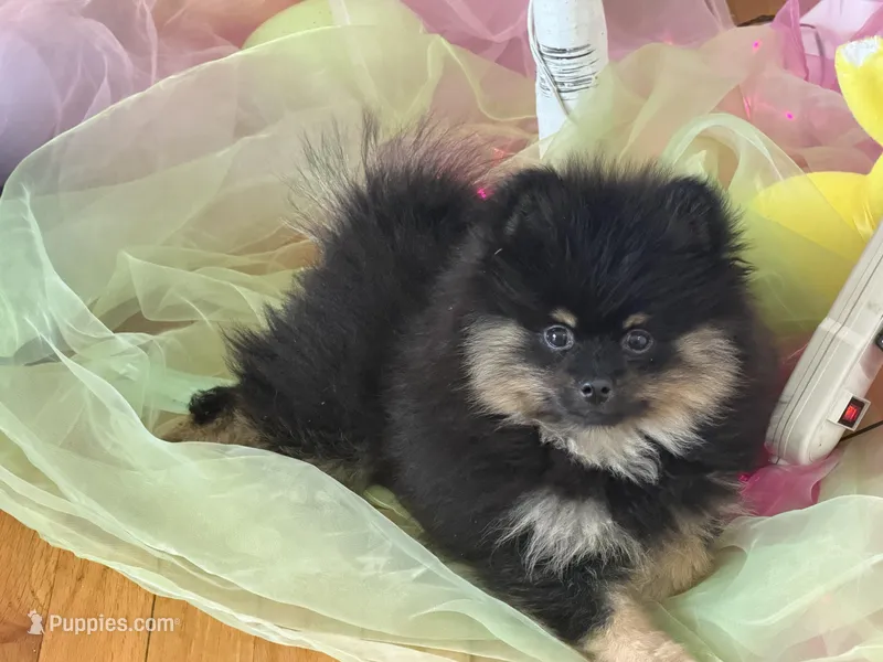 Prince  – Pomeranian puppy for sale in Sterling Heights, MI
