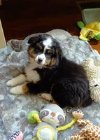 Minion, a male Miniature Australian Shepherd and Toy Australian Shepherd for sale in Luttrell, TN – 2 of 4