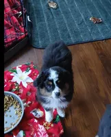 Minion, a male Miniature Australian Shepherd and Toy Australian Shepherd for sale in Luttrell, TN – 4 of 4