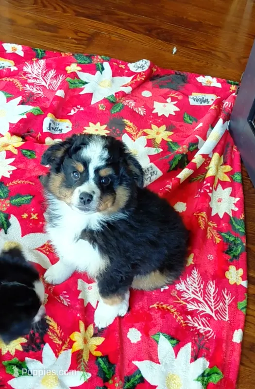 Minion – Miniature Australian Shepherd, Toy Australian Shepherd puppy for sale in Luttrell, TN