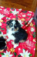 Minion, a male Miniature Australian Shepherd and Toy Australian Shepherd for sale in Luttrell, TN – 1 of 4