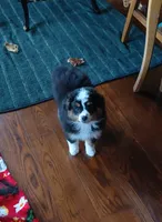 Minion, a male Miniature Australian Shepherd and Toy Australian Shepherd for sale in Luttrell, TN – 3 of 4