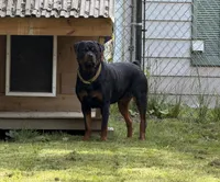 Purple , a female Rottweiler for sale in Middletown, IN – 5 of 6