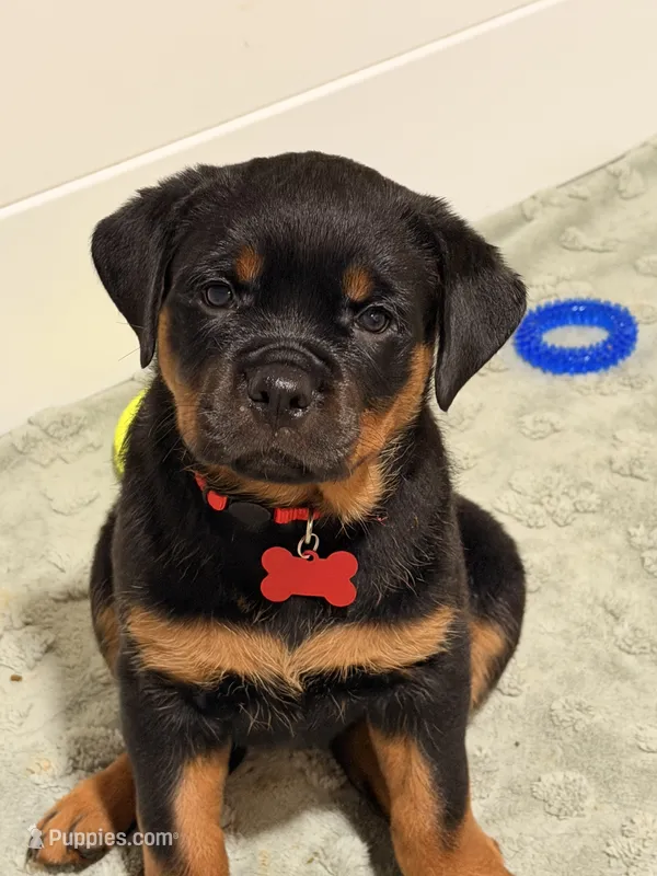 Red – Rottweiler puppy for sale in Middletown, IN
