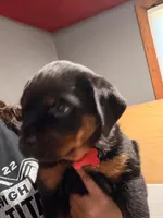 Red, a female Rottweiler for sale in Middletown, IN – 6 of 6
