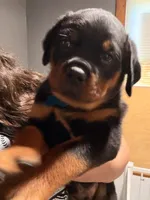 Blue, a male Rottweiler for sale in Middletown, IN – 3 of 6
