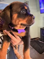 Purple , a female Rottweiler for sale in Middletown, IN – 3 of 6