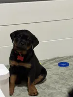 Red, a female Rottweiler for sale in Middletown, IN – 4 of 6