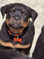 Orange , a female Rottweiler for sale in Middletown, IN – 6 of 6