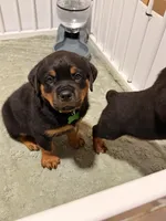 Green, a male Rottweiler for sale in Middletown, IN – 2 of 6