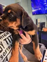 Purple , a female Rottweiler for sale in Middletown, IN – 4 of 6
