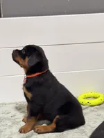 Red, a female Rottweiler for sale in Middletown, IN – 5 of 6