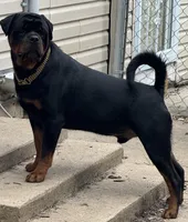 Green, a male Rottweiler for sale in Middletown, IN – 5 of 6