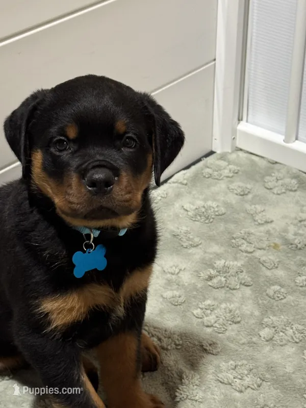Blue – Rottweiler puppy for sale in Middletown, IN