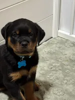 Blue, a male Rottweiler for sale in Middletown, IN – 1 of 6