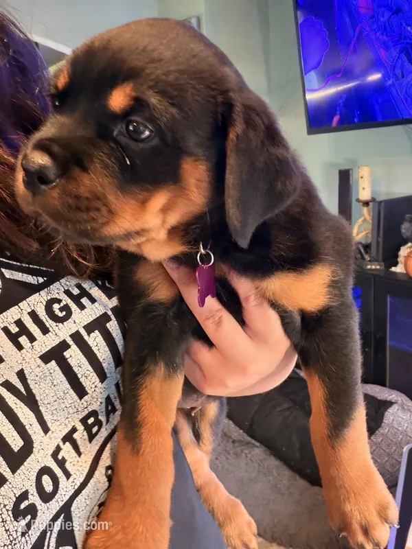 Purple  – Rottweiler puppy for sale in Middletown, IN