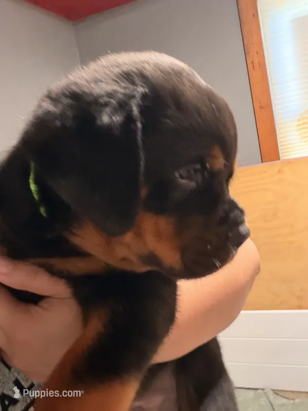 Green – Rottweiler puppy for sale in Middletown, IN