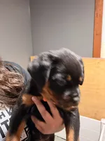 Orange , a female Rottweiler for sale in Middletown, IN – 2 of 6