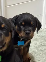Blue, a male Rottweiler for sale in Middletown, IN – 4 of 6