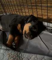 Purple , a female Rottweiler for sale in Middletown, IN – 2 of 6