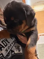 Green, a male Rottweiler for sale in Middletown, IN – 4 of 6