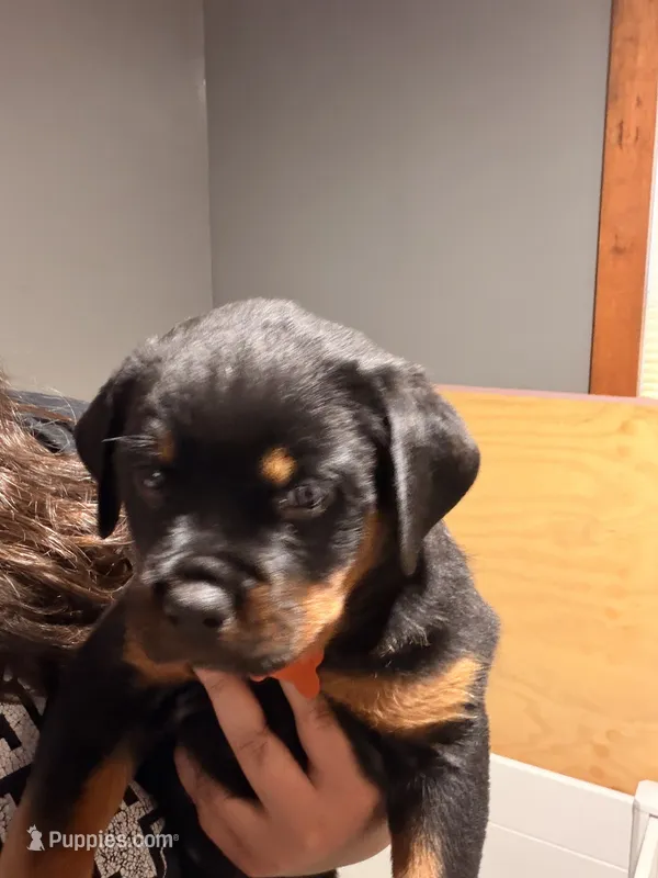 Orange  – Rottweiler puppy for sale in Middletown, IN