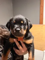 Orange , a female Rottweiler for sale in Middletown, IN – 3 of 6
