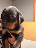 Blue, a male Rottweiler for sale in Middletown, IN – 2 of 6