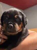 Green, a male Rottweiler for sale in Middletown, IN – 3 of 6