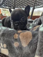 Chase , a male French Bulldog for sale in Newalla, OK – Photo 1 of 4