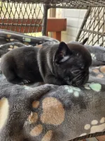 Chase , a male French Bulldog for sale in Newalla, OK – Photo 3 of 4