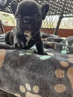 Chase , a male French Bulldog for sale in Newalla, OK – Photo 4 of 4