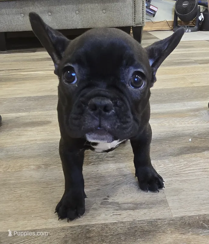 Chase  – French Bulldog puppy for sale in Newalla, OK
