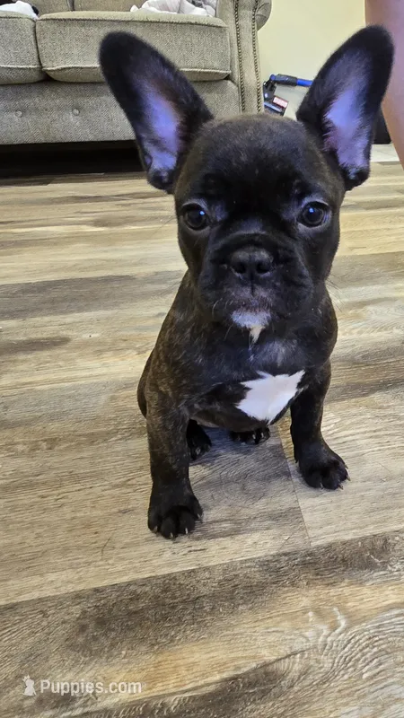 Angel  – French Bulldog puppy for sale in Newalla, OK