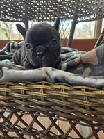 Veronica , a female French Bulldog for sale in Newalla, OK – Photo 2 of 4