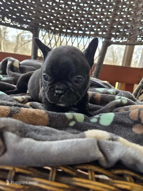 Veronica  – French Bulldog puppy for sale in Newalla, OK
