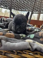 Veronica , a female French Bulldog for sale in Newalla, OK – Photo 1 of 4