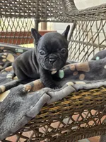 Veronica , a female French Bulldog for sale in Newalla, OK – Photo 3 of 4
