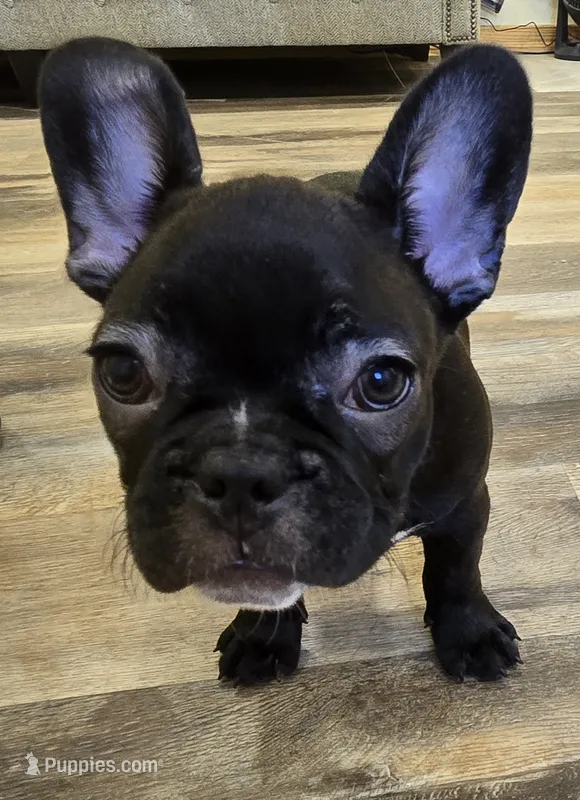 Maverick  – French Bulldog puppy for sale in Newalla, OK