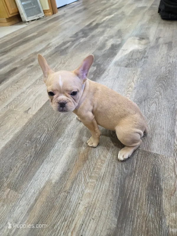 Toby – French Bulldog puppy for sale in Newalla, OK
