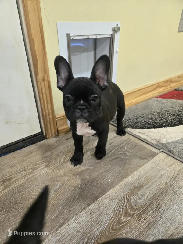 Woody – French Bulldog puppy for sale in Newalla, OK