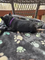 Angel , a female French Bulldog for sale in Newalla, OK – Photo 4 of 5