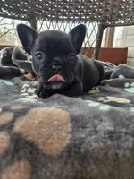 Angel , a female French Bulldog for sale in Newalla, OK – Photo 5 of 5
