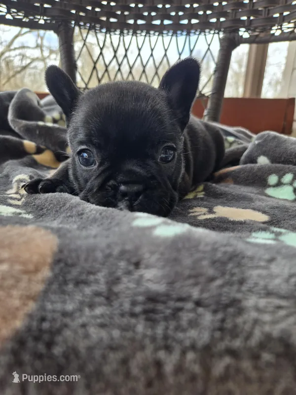 Angel  – French Bulldog puppy for sale in Newalla, OK