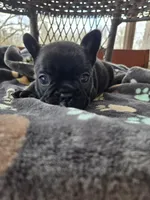 Angel , a female French Bulldog for sale in Newalla, OK – Photo 1 of 5