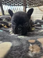 Angel , a female French Bulldog for sale in Newalla, OK – Photo 3 of 5