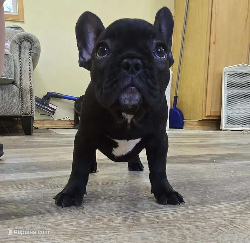 Veronica  – French Bulldog puppy for sale in Newalla, OK
