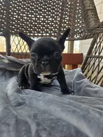 Bella , a female French Bulldog for sale in Newalla, OK – Photo 3 of 4