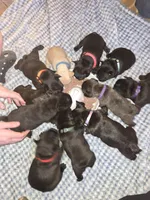 Bella , a female French Bulldog for sale in Newalla, OK – Photo 2 of 4