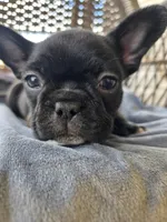 Bella , a female French Bulldog for sale in Newalla, OK – Photo 4 of 4